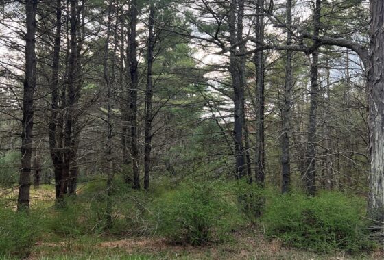 987081 00 upper pine kill road